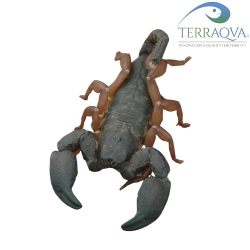 Opisthacanthus Asper