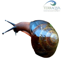Pleurodonte Excellens - RARITY | Online Sale | TERRAQUA