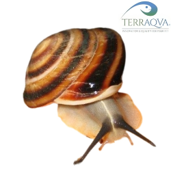 Caracolus rostrata
