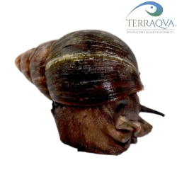 Archachatina puylaerti TAGLIA L
