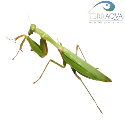 Hierodula membrane | Buy Now Online | TERRAQUA