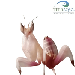 Hymenopus Coronatus - Orchid Mantis | Online Sale | TERRAQUA