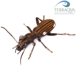 Anthia biguttata | Buy Now Online | TERRAQUA