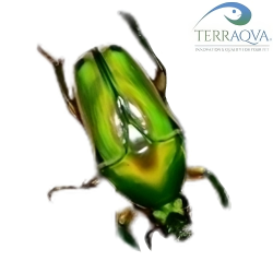 Coelorrhina aurata Imago