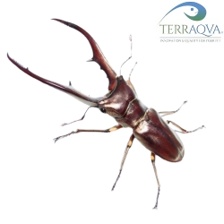 Cyclommatus metallifer finae - LARVA