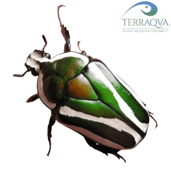 Derby's flower beetle | Sale online | TERRAQUA