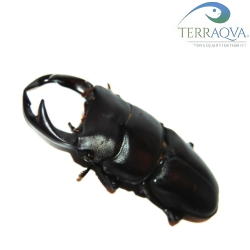 Dorcus hopei hopei LARVA
