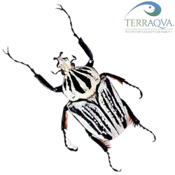 Goliathus Orientalis - LARVA