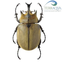 Megasoma Typhon - LARVA
