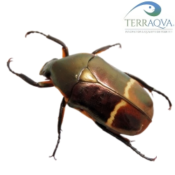 Plaesiorrhinella Watkinsiana