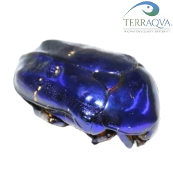 Protaetia Elegans BLU - LARVA