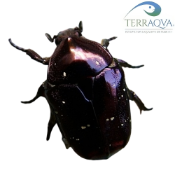 Protaetia formosana