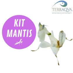 Kit MANTIS Medium, per allevare una mantide di media esperienza.png