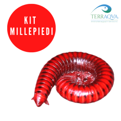 Kit MILLIPEDE - Millipede Breeding | Online Sale | TERRAQUA