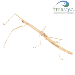 Phaenopharos Khaoyaiensis | Online Sale | TERRAQUA