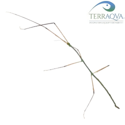 Ramulus Nematodes | Online Sale | TERRAQUA