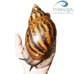 Achatina Achatina - Taglia XXL.png