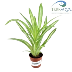 Guzmania Var "Ice Cream" | Online Sale | TERRAQUA