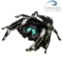 Phidippus Regius "Bahamas" | Online Sale | TERRAQUA