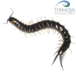 Scolopendra Pinguis.png