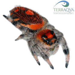 Phidippus Regius Rastafari| Buy Now Online | TERRAQUA