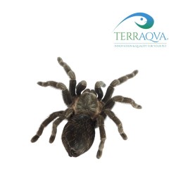 Tliltocatl Vagans size M | TERRAQUA|