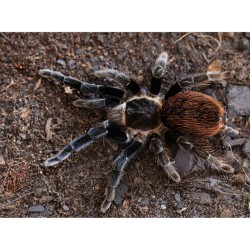Tliltocatl Vagans Female Size L | TERRAQUA|