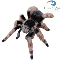 Nhandu Coloratovillosus - Female - Size L | Online Sale | TERRAQUA