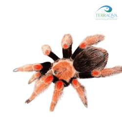 Brachypelma bohemei adulta