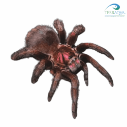 Phormictopus atrichomatus for sale.png