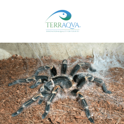 Grammostola pulchripes Size M | Buy Now Online | TERRAQUA