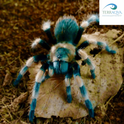 Brachypelma Hamorii - Female - Size M | Buy Now | TERRAQUA