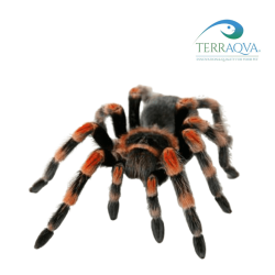 Brachypelma smithi (tarantola ginocchia rosse), vendita online.png