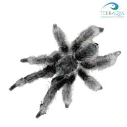 Brachypelma albopilosum 'Nicaragua'.png