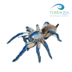 Monocentropus balfouri for sale.png