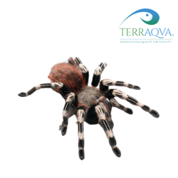 Nhandu Chromatus - Taglia M | Vendita Online | TERRAQUA