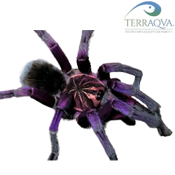 Pamphobeteus Machala - Size S | Online Sale | TERRAQUA
