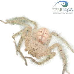 Heteropoda Davidbowie.png