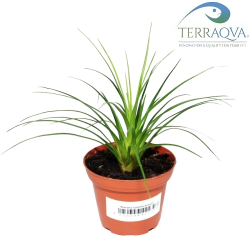 Vriesea Correia Araujoi | Online Sale | TERRAQUA