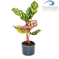 Calathea Makoyana.png