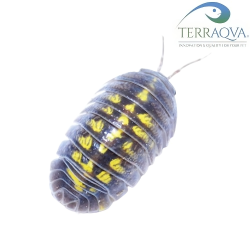 Armadillidium granulatum.png