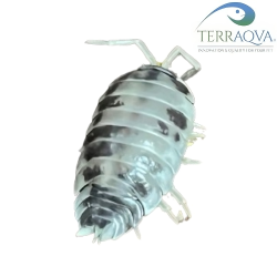 Porcellio Scaber Dalmatian.png