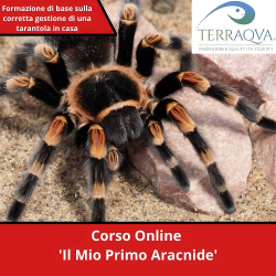 "Il mio primo aracnide" - Corso Online