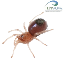 Aphonopelma bicoloratum