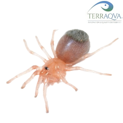 Aphonopelma EL GRULLO - Taglia S