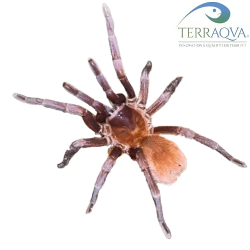 Citharacanthus cyaneus - RARITA'