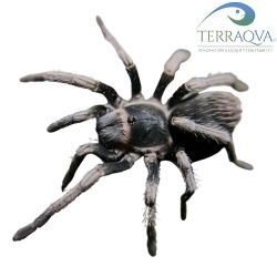 Cyrtopholis Cursor - Size S | Online Sale | TERRAQUA