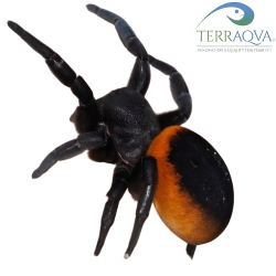Eresus Walckenaeri - Orange Ring | Vendita Online | TERRAQUA
