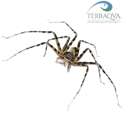 Heteropoda Tetrica.png