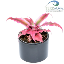 Cryptanthus.png